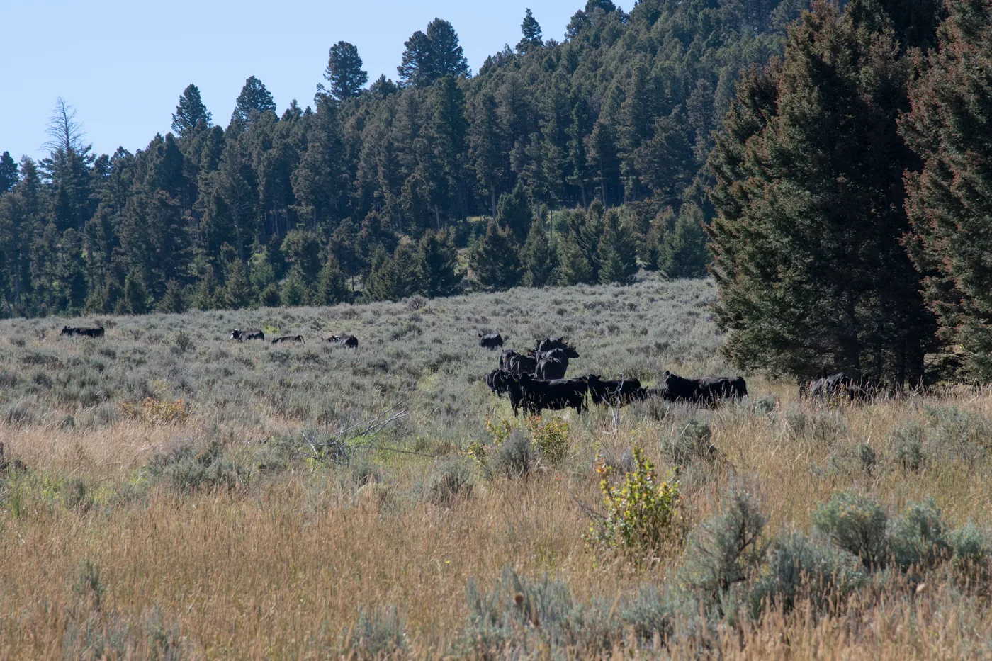 A herd of black cattle grazing across dry rangeland with timbered slopes behind, in country where the only water is a stock pond or a hauled tank