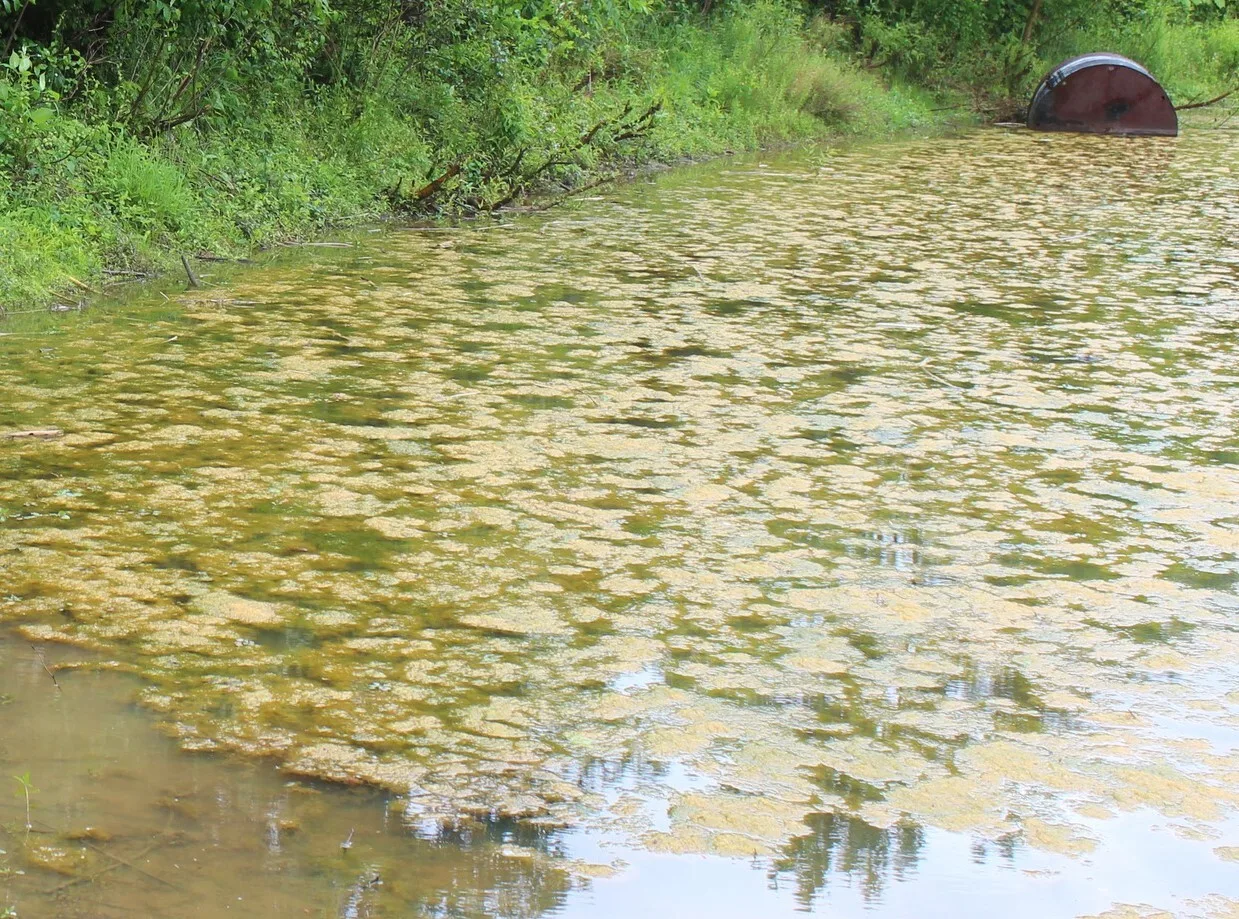 A thick brownish-green cyanobacteria surface mat covering a pond, the visual signature of a harmful algal bloom that can kill livestock within 24 hours of drinking