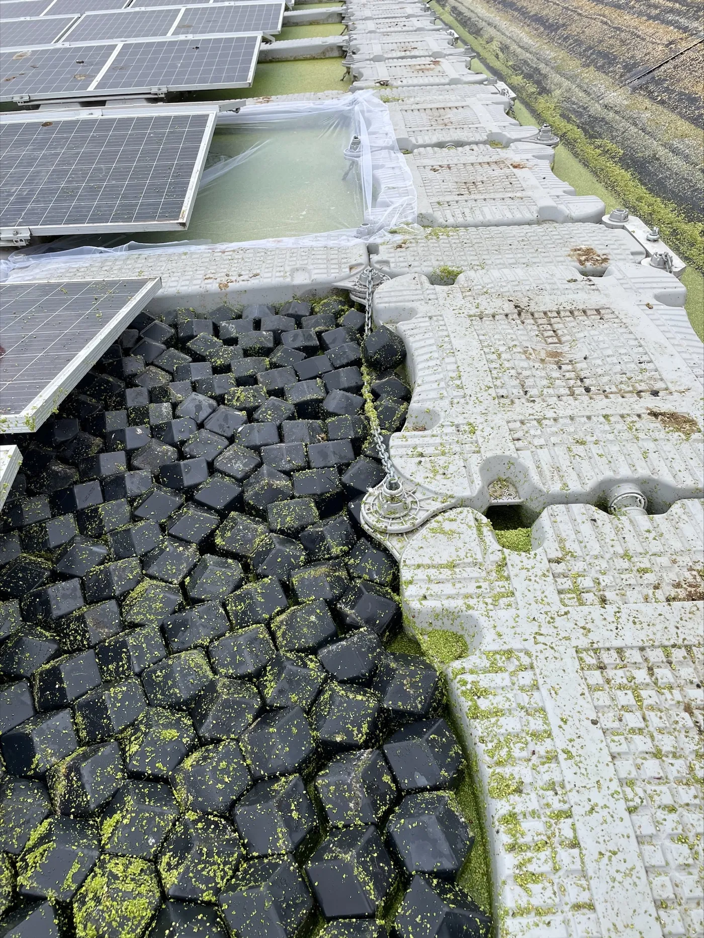 Rhombo Hexoshield floating cover on a pond beside a ground-mounted solar panel array